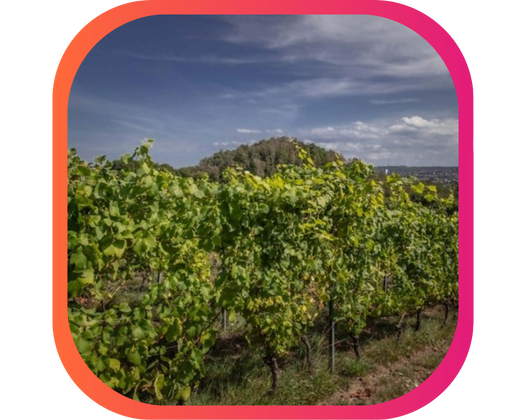 DES MOUTONS POUR BONIFIER LE VIN LIÉGEOIS