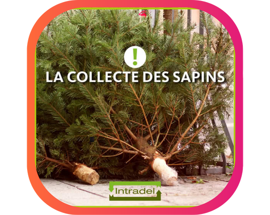 LES SAPINS