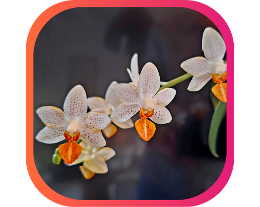 BOURSE AUX ORCHIDÉES