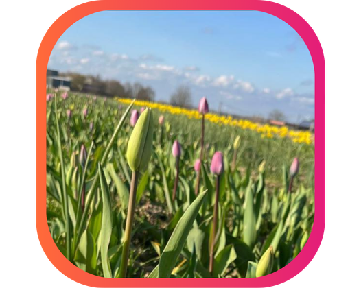 LES FLEURS À COUPER