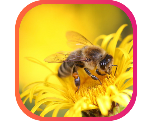 LES ABEILLES