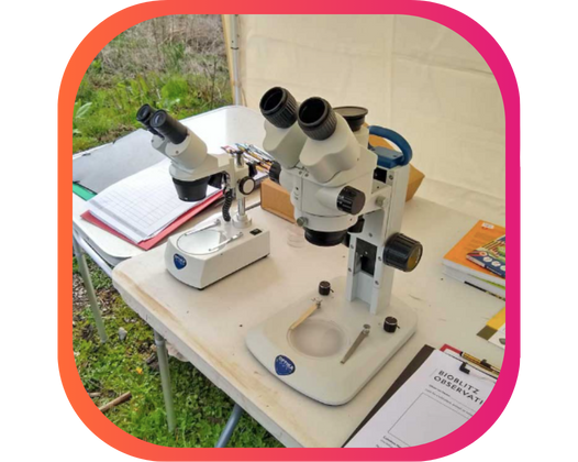 LIÈGE BIOBLITZ 2025