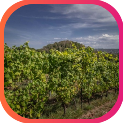 DES MOUTONS POUR BONIFIER LE VIN LIÉGEOIS