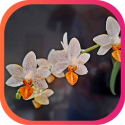 BOURSE AUX ORCHIDÉES