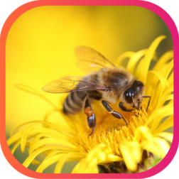 LES ABEILLES