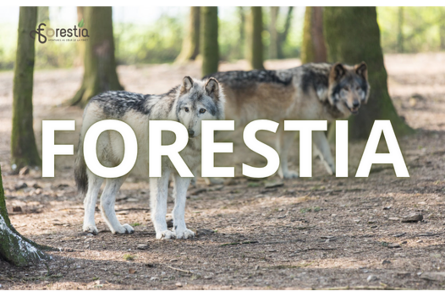 CONCOURS FORESTIA